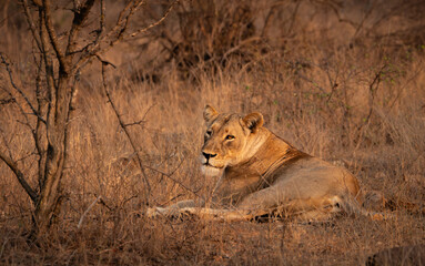 lioness lying relaxed in the savanne in early morning