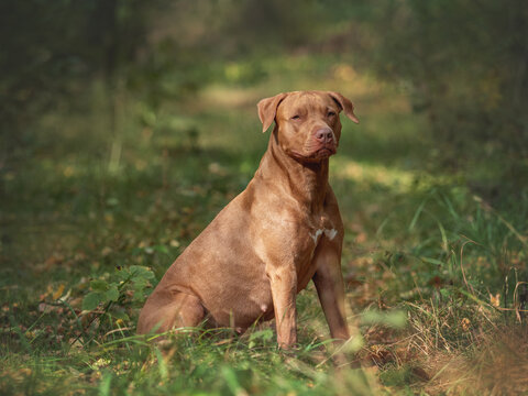 Cute dog resting while walking through the forest. Clear, sunny day. Close-up, outdoors. Day light. No people. Concept of care, education, obedience training and raising pets