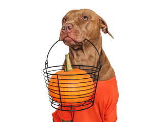 Cute brown dog, red shirt and ripe pumpkin. Isolated background. Close-up, indoors. Studio photo. Day light. Beauty and fashion. Concept of care, education and training pets