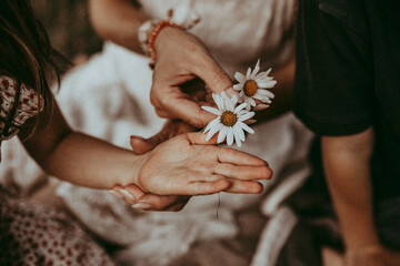 Mutter legt Kind eine weiße Blume in die Hand - obrazy, fototapety, plakaty