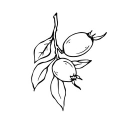 Linear sketch, doodles of wild berries. Vector graphics.