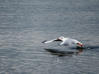 Lachm&ouml;we im Wintermantel