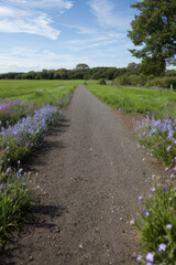 Obraz premium path in the countryside