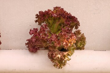 Fresh curly lettuce or red salada in the hydroponic farm