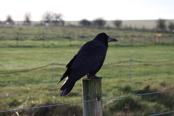 Raven