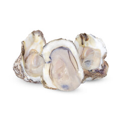 Oyster isolated on white background