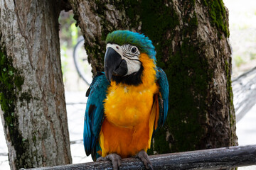 A yellow and blue macaw poses for a photograph. Wild birds of the Amazon. Watching wild birds.