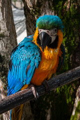 A yellow and blue macaw poses for a photograph. Wild birds of the Amazon. Watching wild birds.