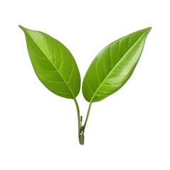 Fresh green tea leaf isolated on transparent background Generative AI