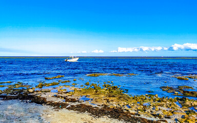 Stones rocks corals turquoise green blue water on beach Mexico.