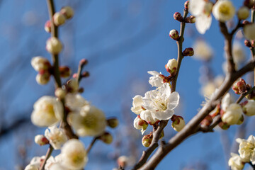 blooming tree