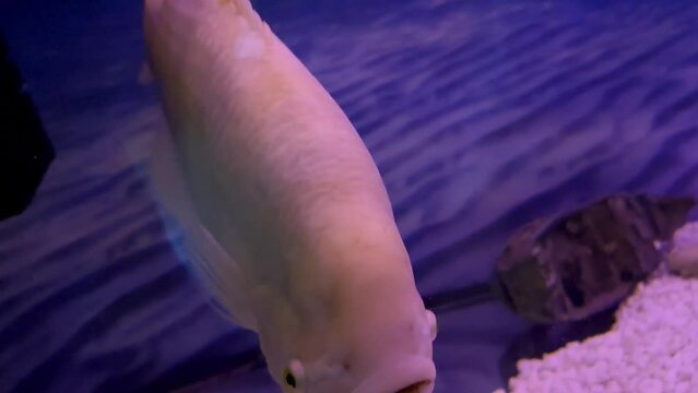 Giant albino gourami close-up Freshwater rayfin fish of the macropod family swimming in aquarium water
