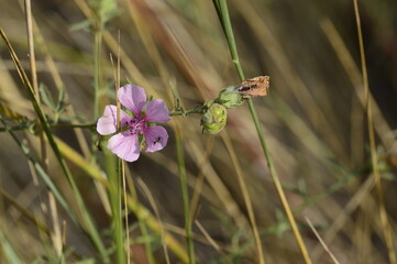 Closeup Althaea officinalis known as marshmallow with blurred background on summer meadow
