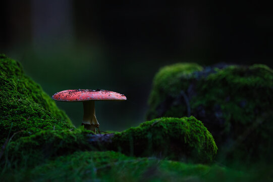 mushroom in the forest