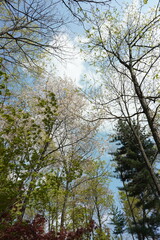 한국의 봄날 하늘 그리고 나무