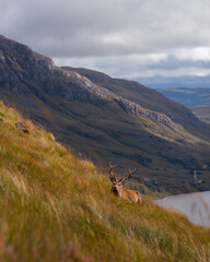 Majestic animal of scottish highlands. Wonderful reindeer near Stac Pollaidh in Scotland. Amaizing view from the peak of this mountain. 