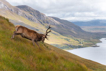 Majestic animal of scottish highlands. Wonderful reindeer near Stac Pollaidh in Scotland. Amaizing...
