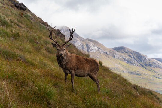 Majestic animal of scottish highlands. Wonderful reindeer near Stac Pollaidh in Scotland. Amaizing view from the peak of this mountain. 