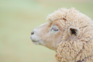 牧場にいる羊とヤギ