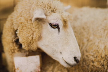 牧場にいる羊とヤギ