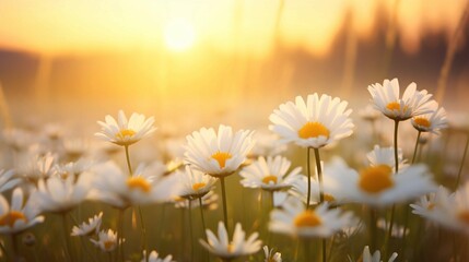 The landscape of white daisy blooms in a field, with the focus on the setting sun. The grassy meadow is blurred