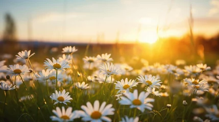 Gordijnen The landscape of white daisy blooms in a field, with the focus on the setting sun. The grassy meadow is blurred © As_pronon