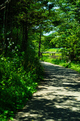 Obraz premium Path(緑の小道)