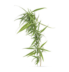 Marijuana trees for medical use are used separately isolated on transparent background (.PNG)