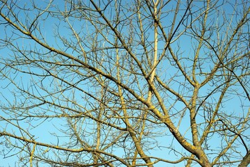 Obraz premium Bare tree branches against the sky beautifully illuminated by sunlight , Winter February