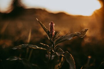 Feldblume im Sonnenuntergang