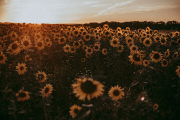 Feld mit Sonnenblumen im Sonnenuntergang