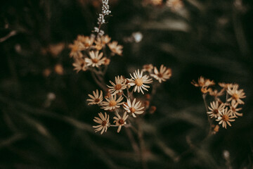 Weiße Blumen auf eienr Wiese