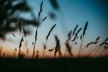 Gräser im Sonnenuntergang
