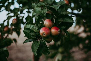 Rote Äpfel am Baum