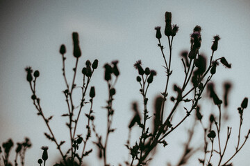 Blumen, Stängel vor grauem Himmel
