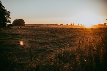 Landschaft mit Tieren im Sonnenuntergang