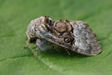 Closeup on a fresh emerged Nut-tree Tussock moth, Colocasia coryli