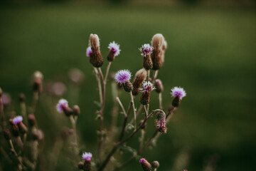 Distel, lila