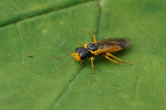 Close-up on a rare colorful oranbge Leaf-rolling Sawfly, Pamphilius alternans