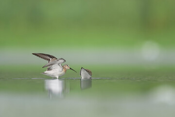 Strugge among two curlew sandpiper (Calidris ferruginea)
