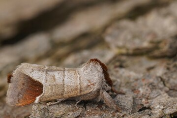 Close up of the chocolate-tip moth, Clostera curtula on wood