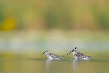 Flock of curlew sandpiper in the autumn season (Calidris ferruginea)