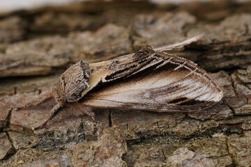 Closeup on the Swallow promintent moth, Pheosia tremula, sitting on wood