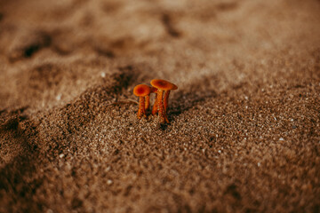 Kleine braune Pilze im Sand