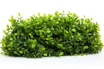 Obraz premium Shrubs in green, in isolation on a white background. Generative AI