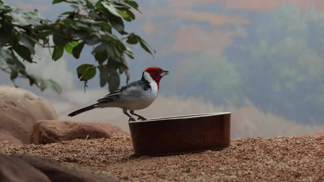 red-capped cardinal Paroaria gularis eating from a bowl