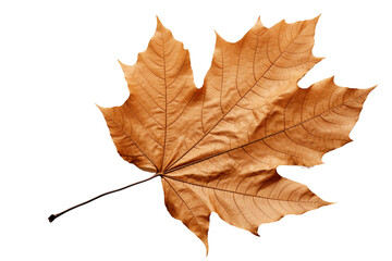 Dried Fallen Maple Leaf Representing Winter and Fall, Isolated on Transparent Background. Generative Ai
