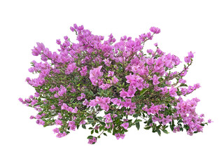 pink flowers or bugenvil flowers or Bougainvillea  isolated on transparent background, suitable for design