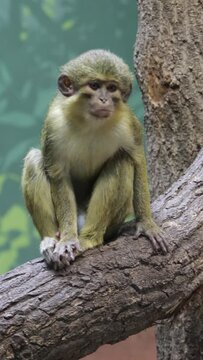 northern talapoin Miopithecus ogouensis sitting on a branch
