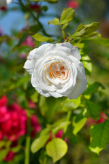 Floribunda rose Ledreborg flower